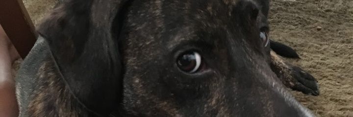d0gsrule18's profile banner image