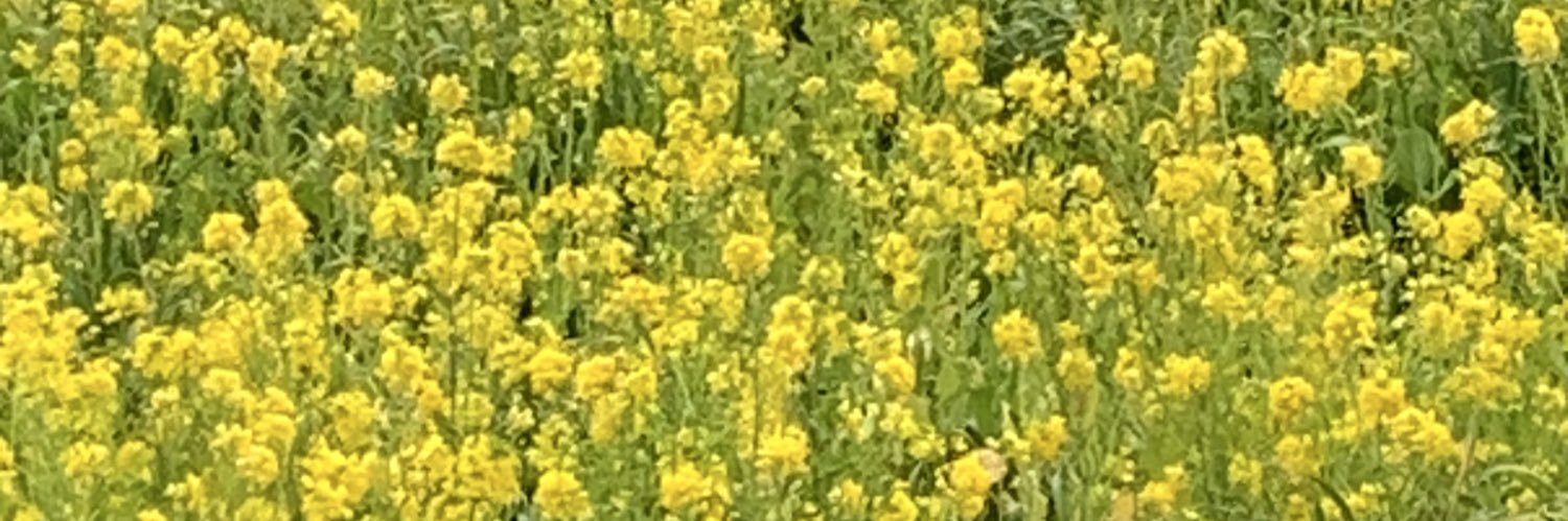 苺みるく🍓(⁎ᴗ͈ˬᴗ͈⁎)..*゜感謝♥️ banner