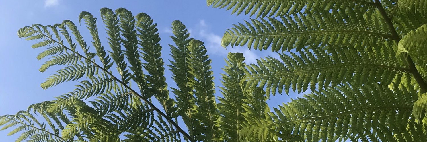 British Pteridological Society banner