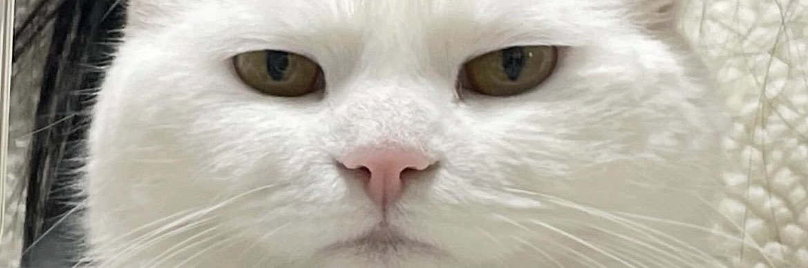oshinsz's profile banner image