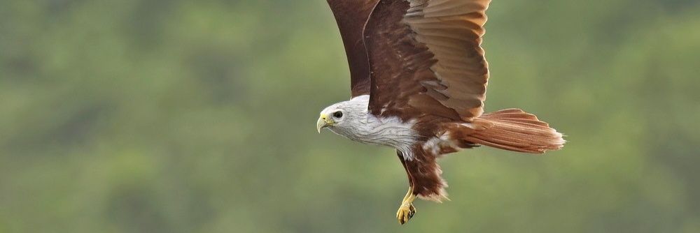 Bāṇabhaṭṭa banner