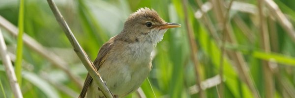 RSPBRainham Profile Banner