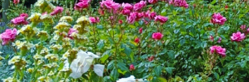 GiuliaO22534's profile banner image