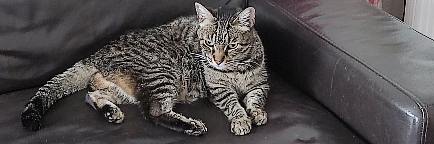 ✿✿ 𝕁ô ℝ𝕠𝕔𝕙𝕒 ✿✿🧨 banner