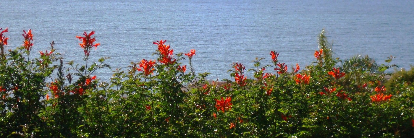 Tina davidson banner