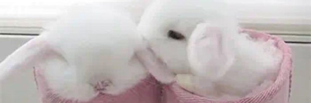 munchiebunni's profile banner image
