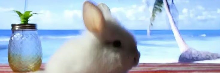 herringunderfurcoat banner