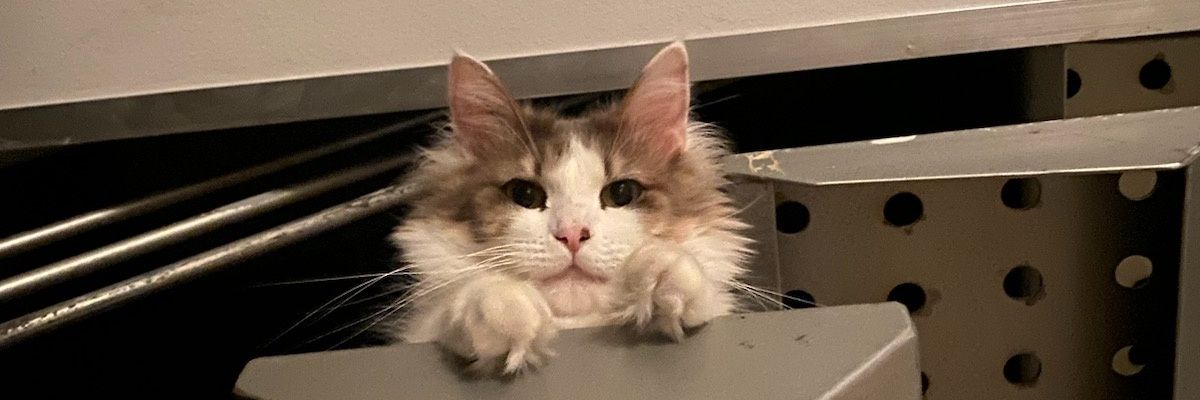 Dev0NI_1205's profile banner image