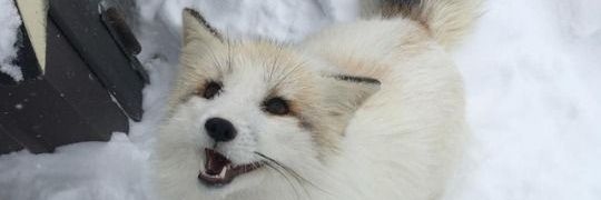 just a magic fox banner