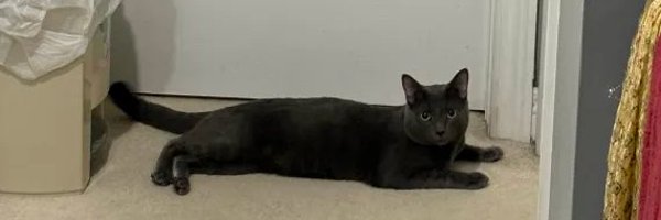 DONTEVENGOLOL Profile Banner