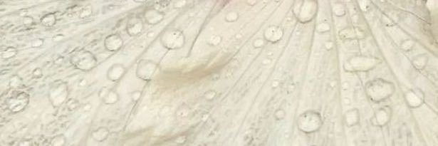 ivy banner