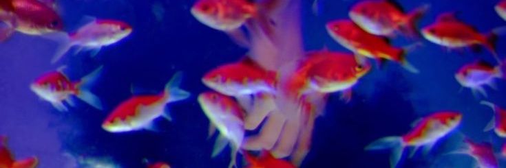 ⚝ ATOMICA ⋆. ⌬ ˚ ⚛ 🧪 𒉭 ⋆ banner