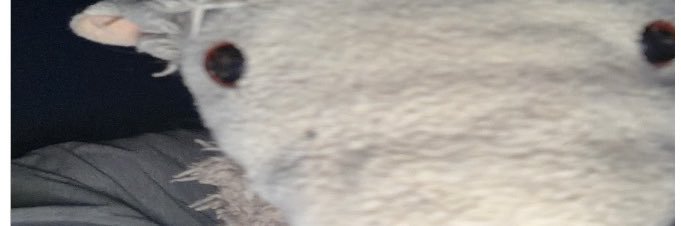 The Sheep Man banner