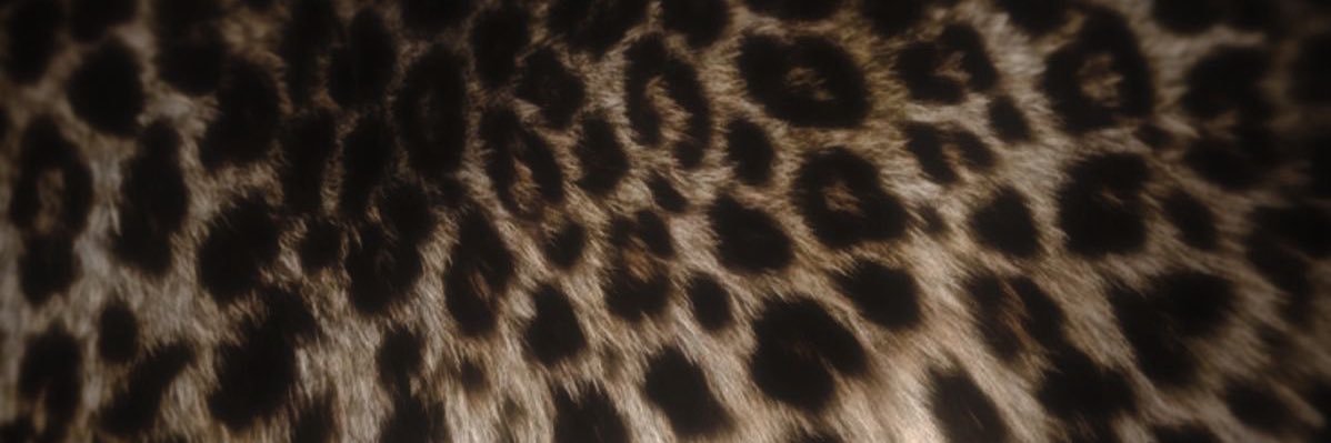 ༺𝓳𝓪𝓭𝓮༻ banner