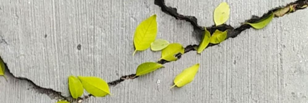 rougelollipop's profile banner image