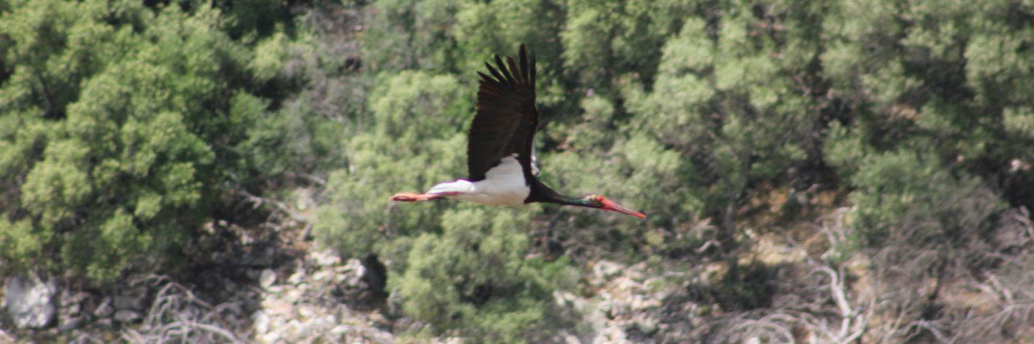 antonioacosa's profile banner image