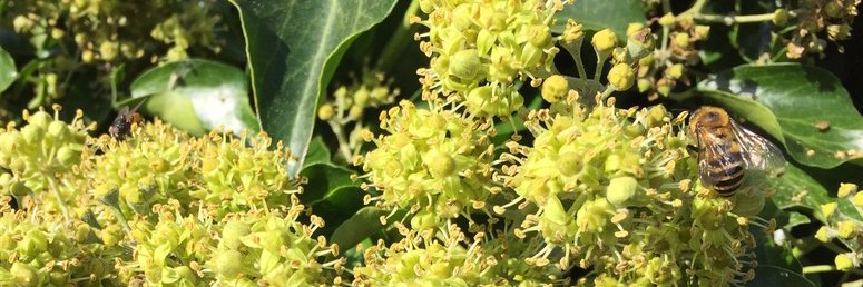 HelenBrowning's profile banner image