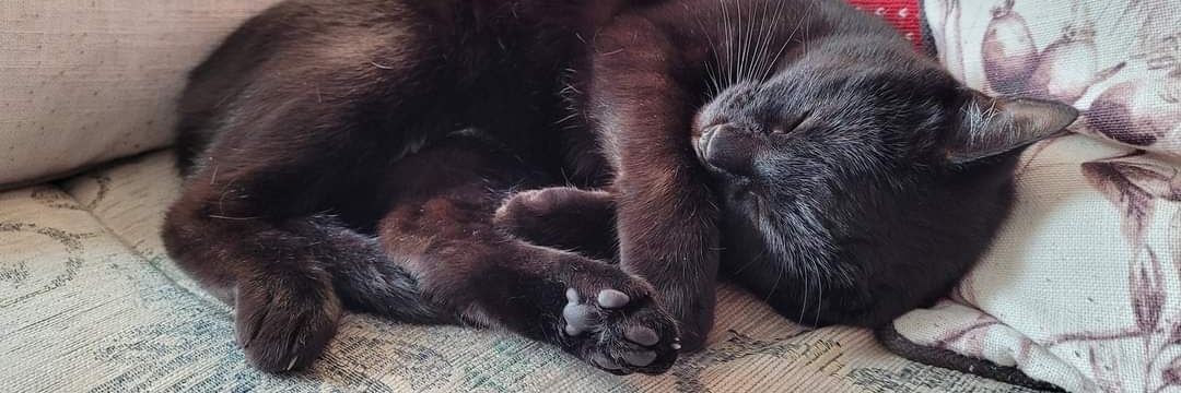 Debbie The Viking banner