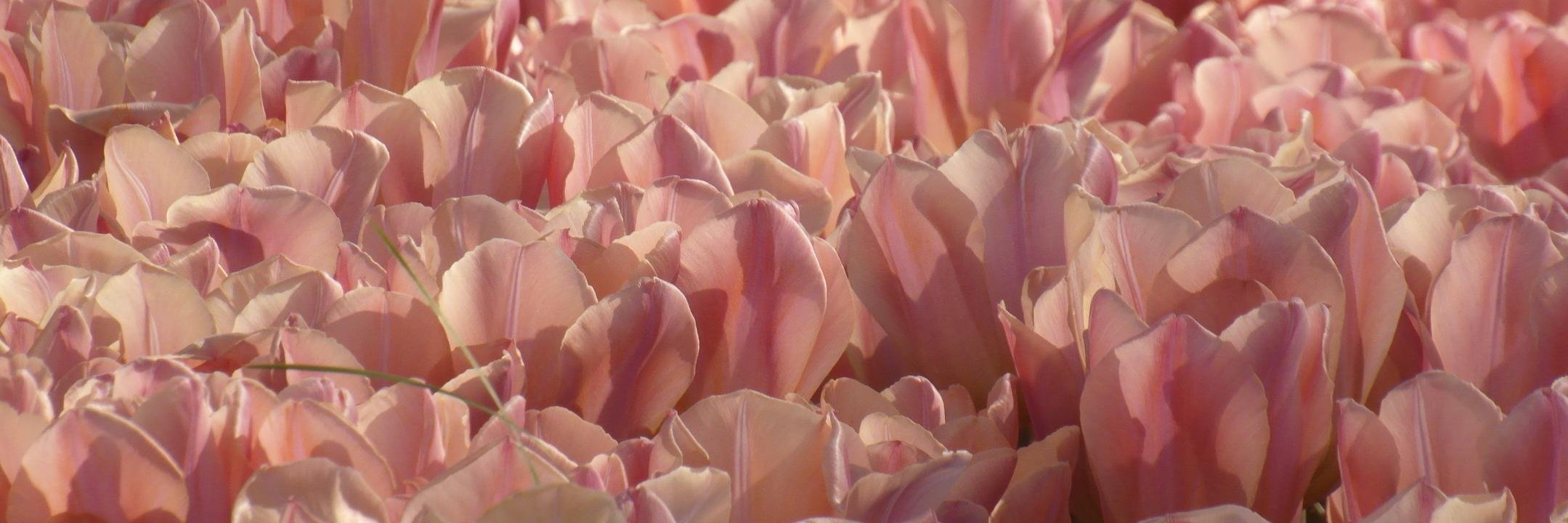 StJohn Burkett banner