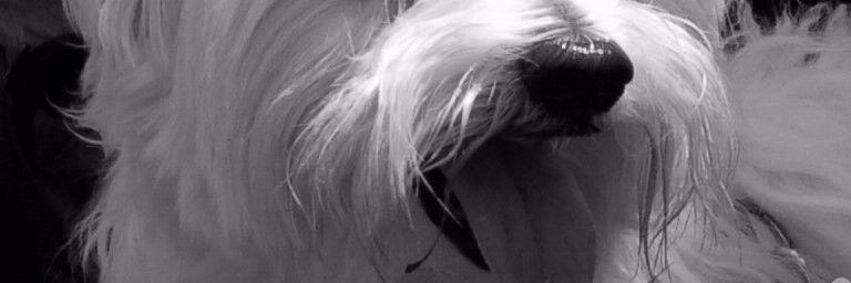 isabelnuck's profile banner image
