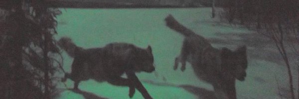 nergui_negen Profile Banner