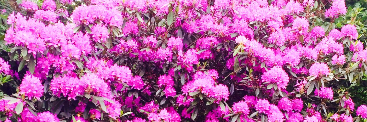 Melanie Redmond banner