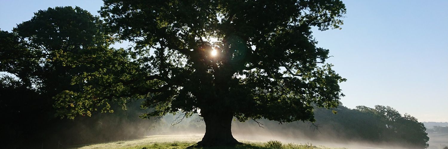 MonkeysNuts's profile banner image