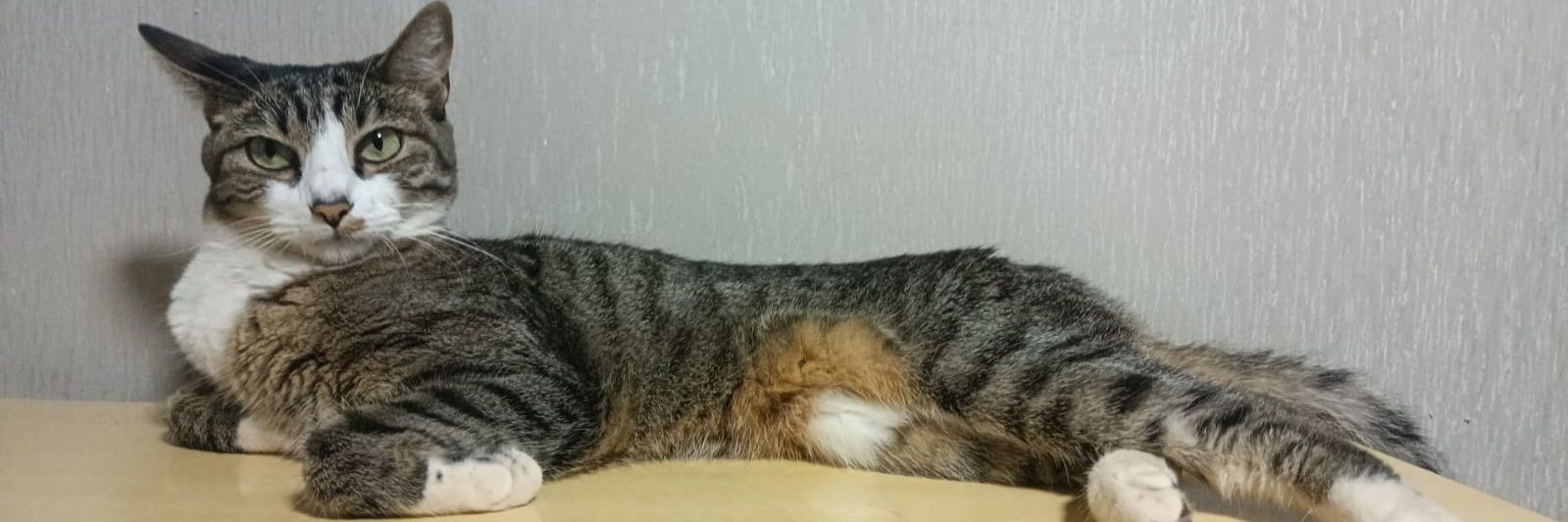 babsferrera's profile banner image