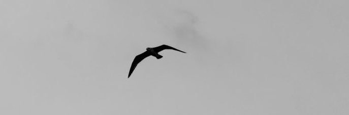 M banner