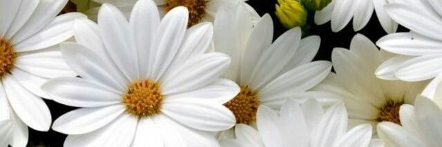 yanniislas's profile banner image
