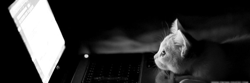 Cats_Capers's profile banner image