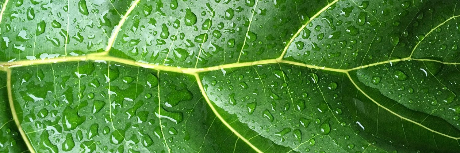 Planthodler's profile banner image