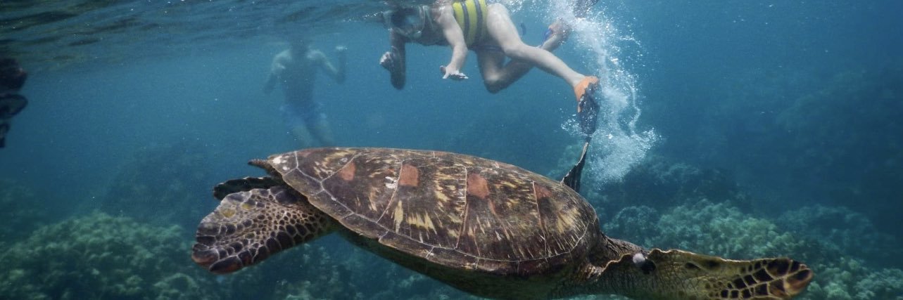 Teresa Wickenhauser banner