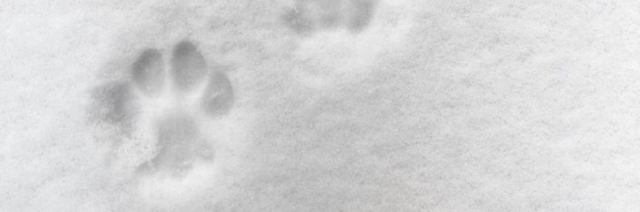 天使用户12138 banner