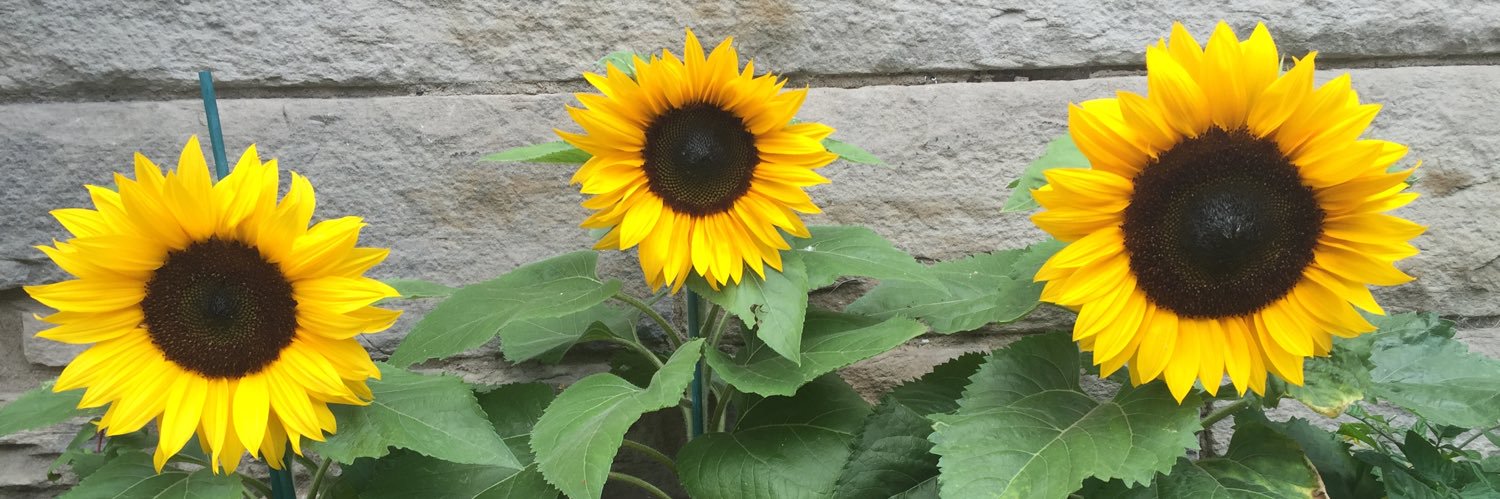 Dr Juliet Dunstone (she/her) banner