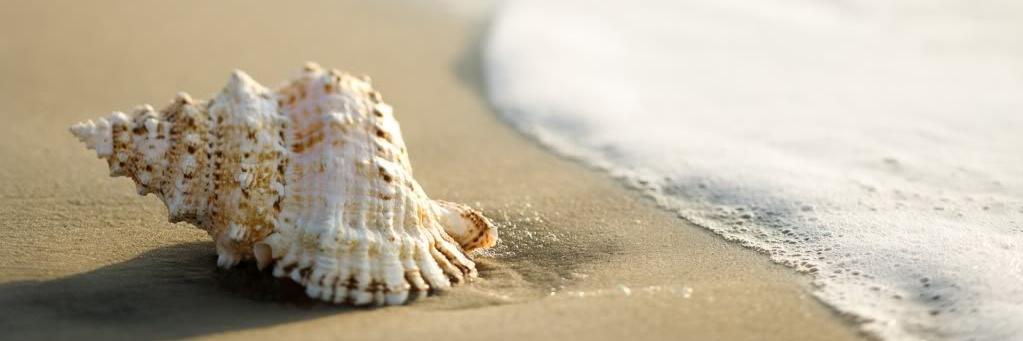Ale_Pedreschi's profile banner image