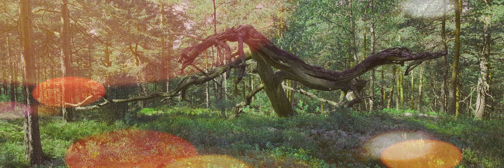 Sigmund Straumsnes banner