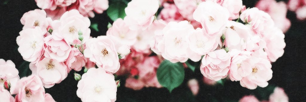 classyaashy's profile banner image