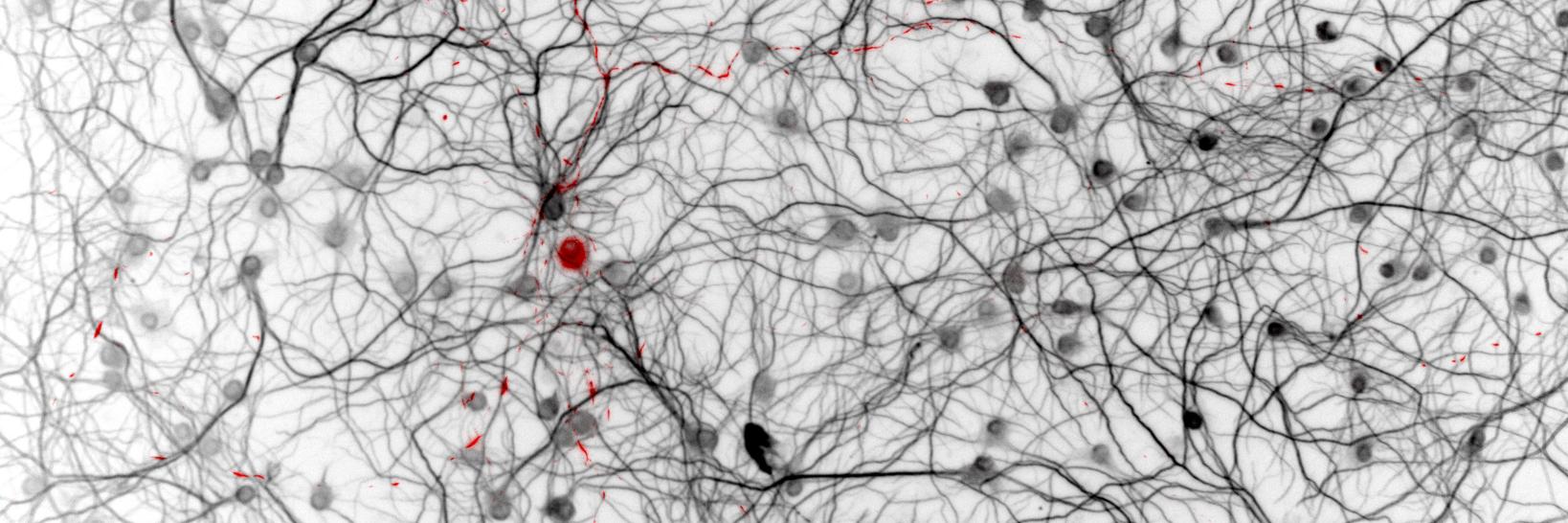 Michael Henderson banner