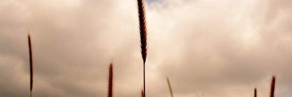 roxanneelbaff Profile Banner