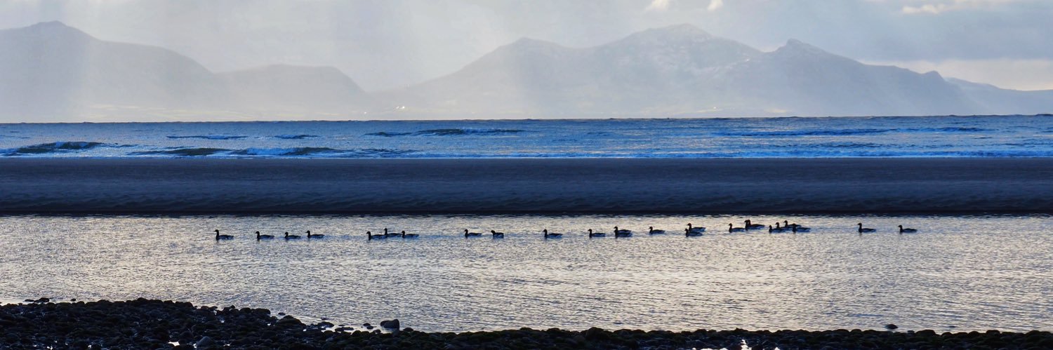 ManicCollie 💙 banner