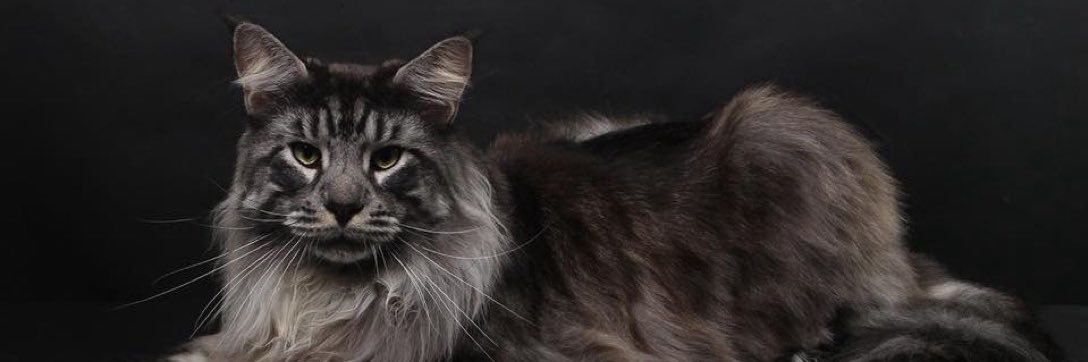 Ivo_DP banner