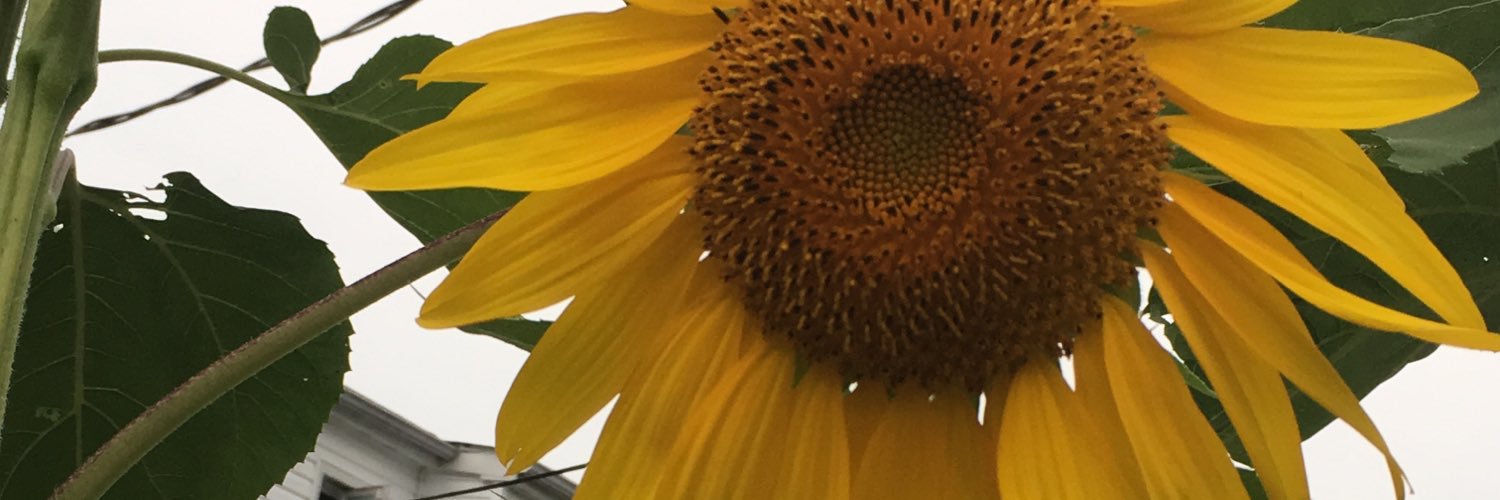 ChristineZepp's profile banner image