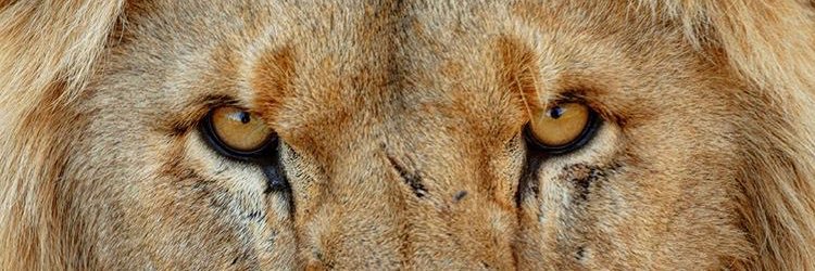 vikingoTD's profile banner image