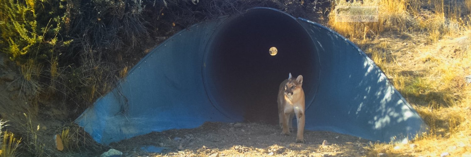 wildlandsnetwrk's profile banner image