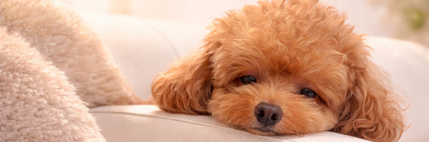 𝓂ℴ𝒻𝒻𝓊 banner