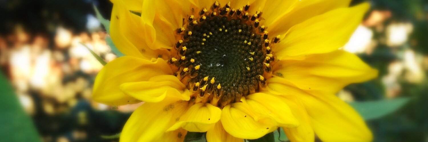Sleni's profile banner image
