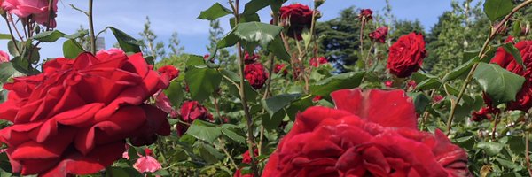 YukiNagash Profile Banner