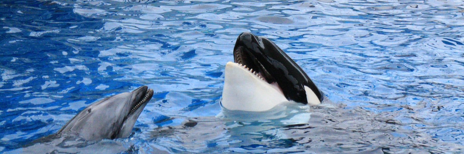 るか🫍Succubus夜伽 banner