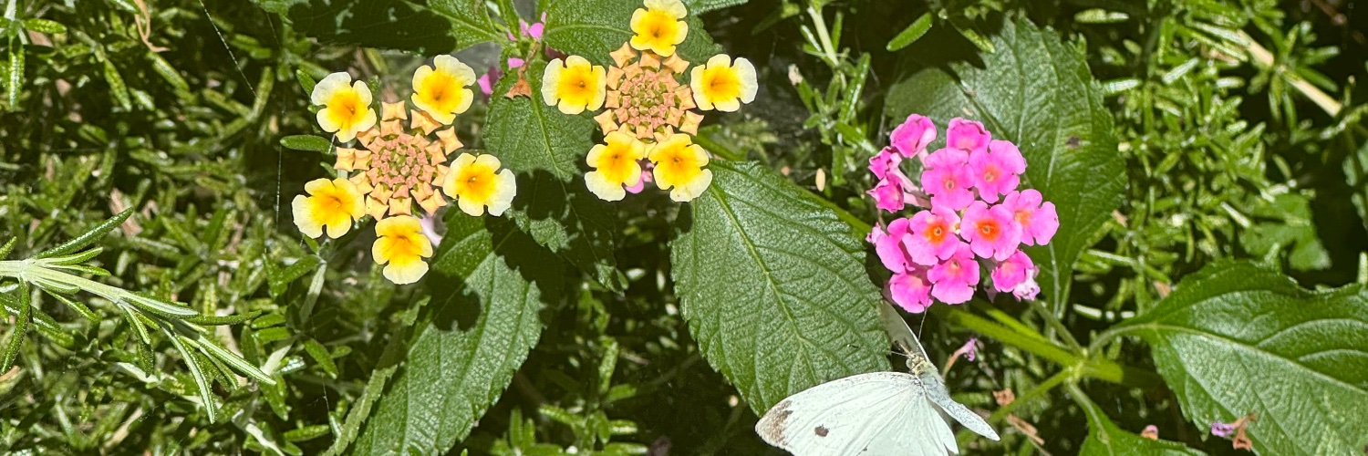 . banner